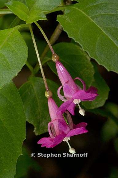 fuchsia encliandra 1 graphic